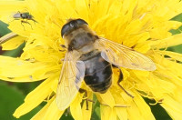 Eristalis-tenax